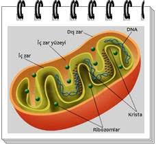 Mitokondri İle İlgili Akrostiş Şiir, Mitokondri Akrostiş